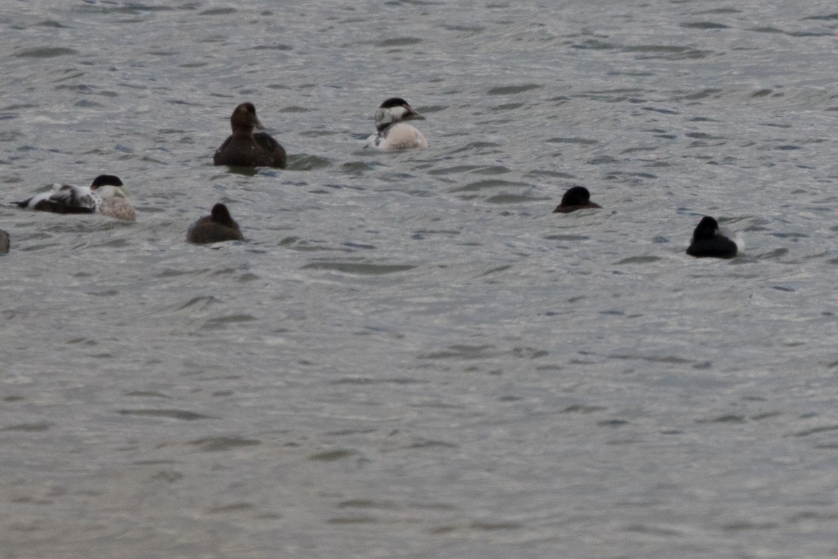 Common Eider - ML78615761