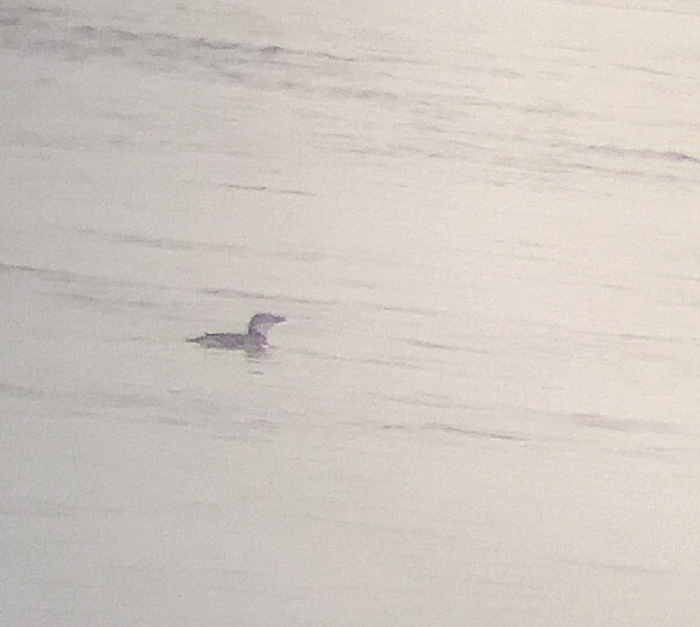 Razorbill - ML78616111