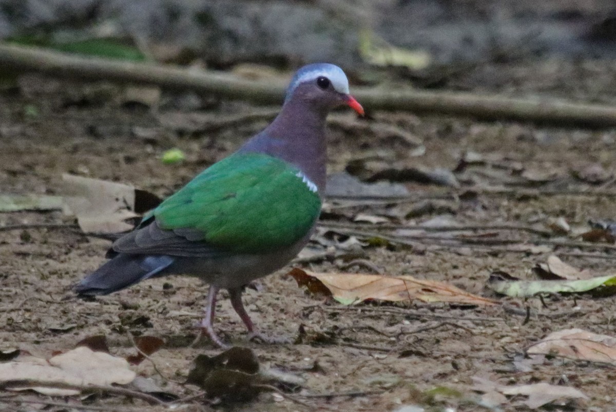Asian Emerald Dove - Joan and/or George Sims