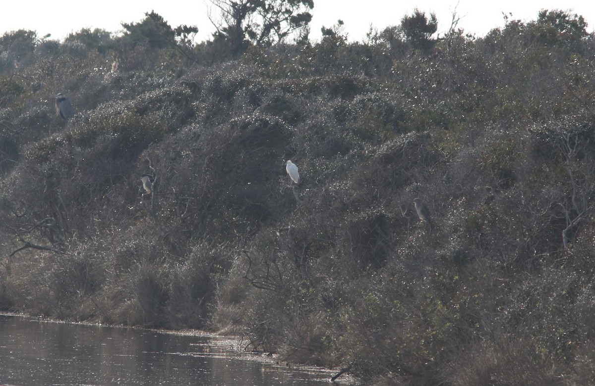 Black-crowned Night Heron - ML78618401