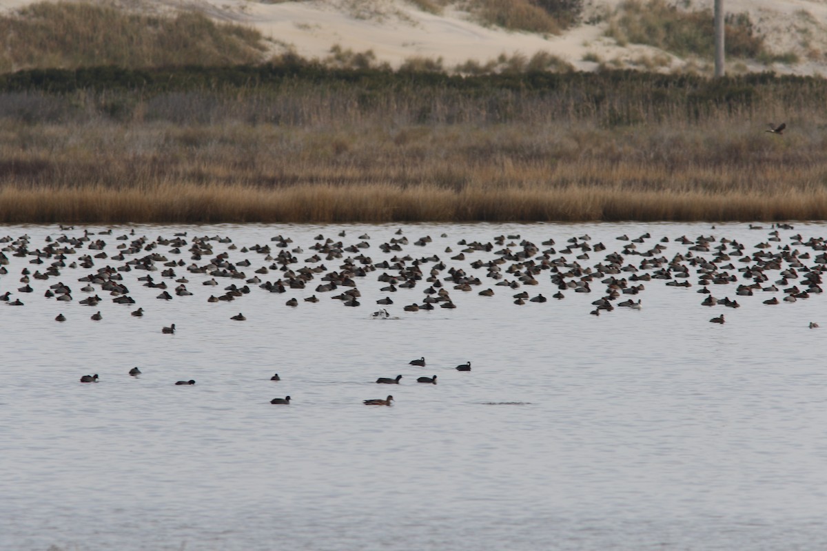 Northern Harrier - ML78619061