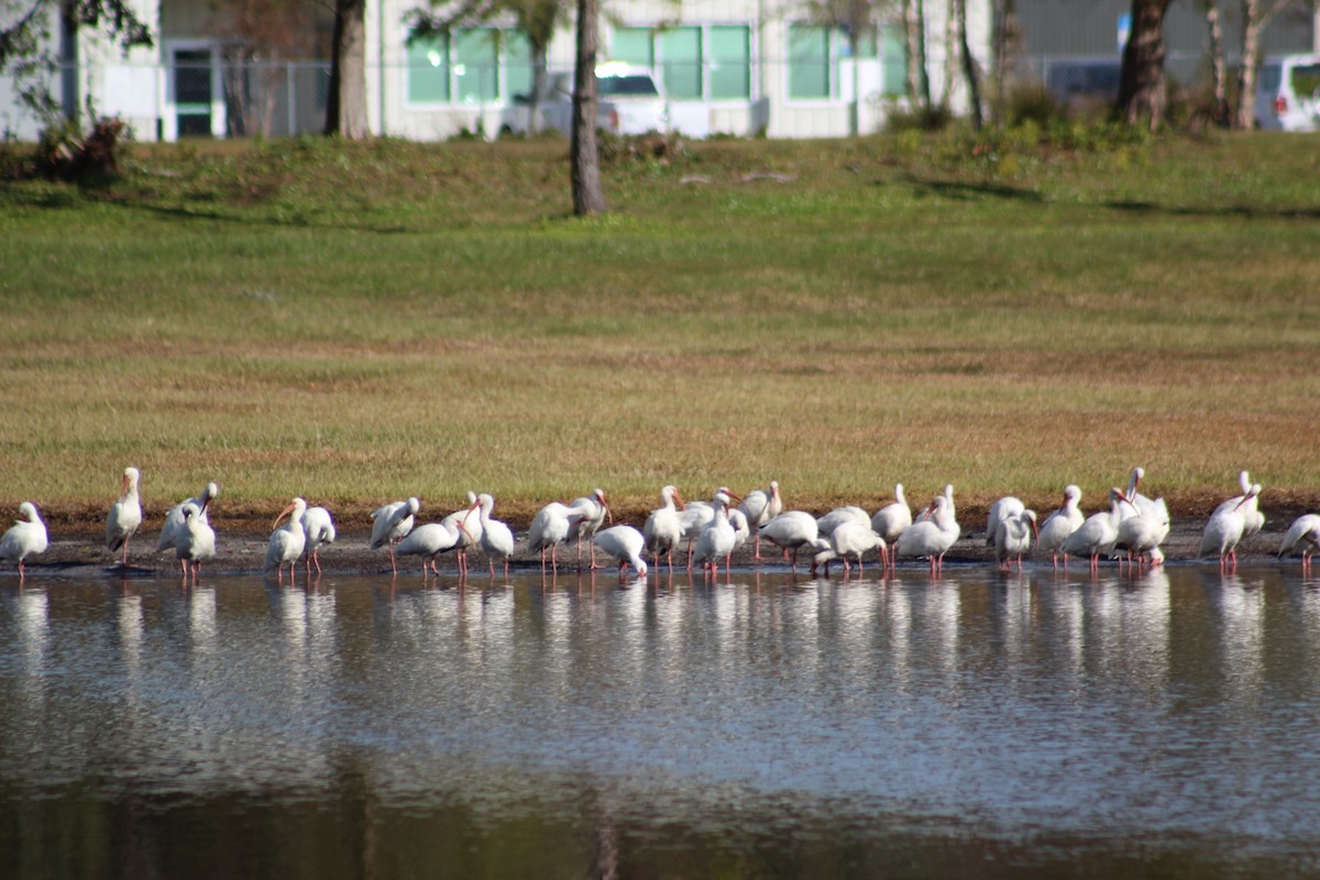 White Ibis - Marie Chappell