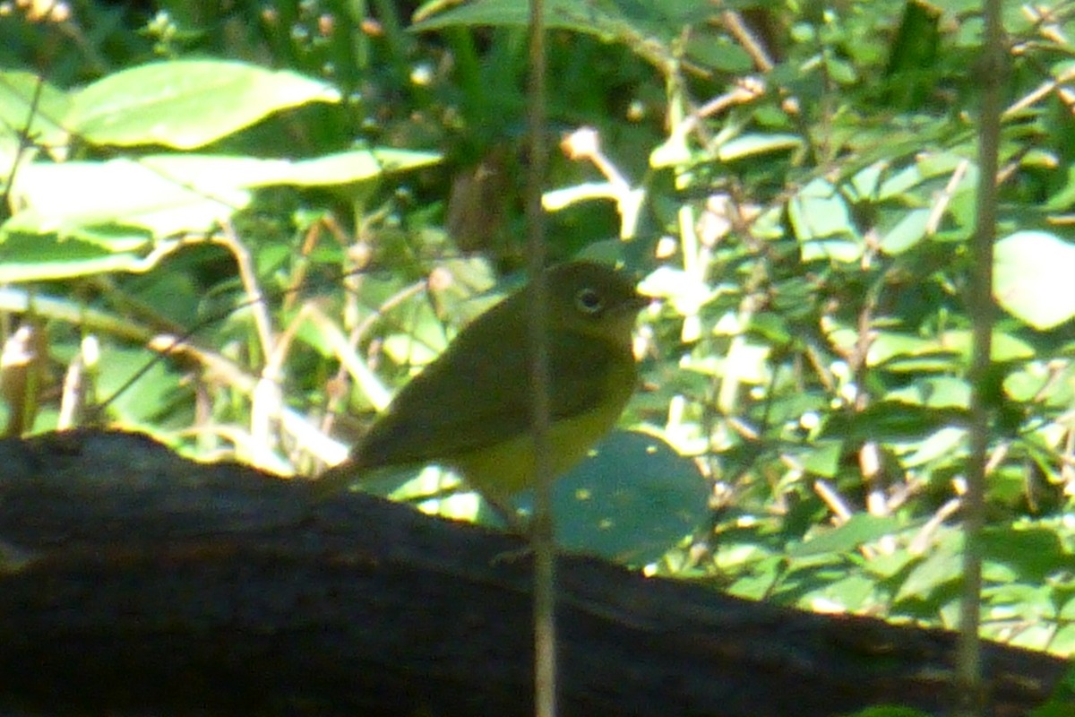 Connecticut Warbler - ML78619701