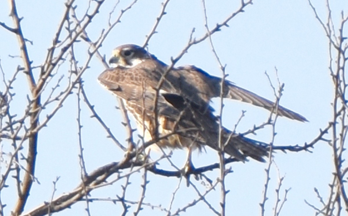 Prairie Falcon - ML78619891