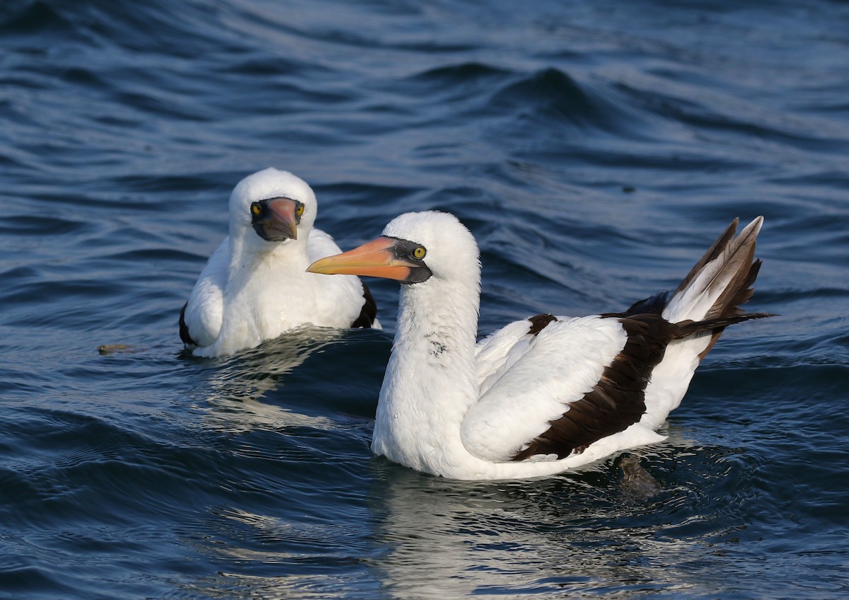 Nazca Booby - ML78620521