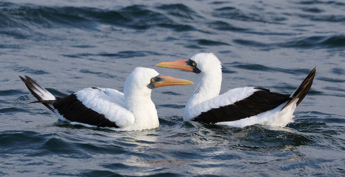 Nazca Booby - ML78620551