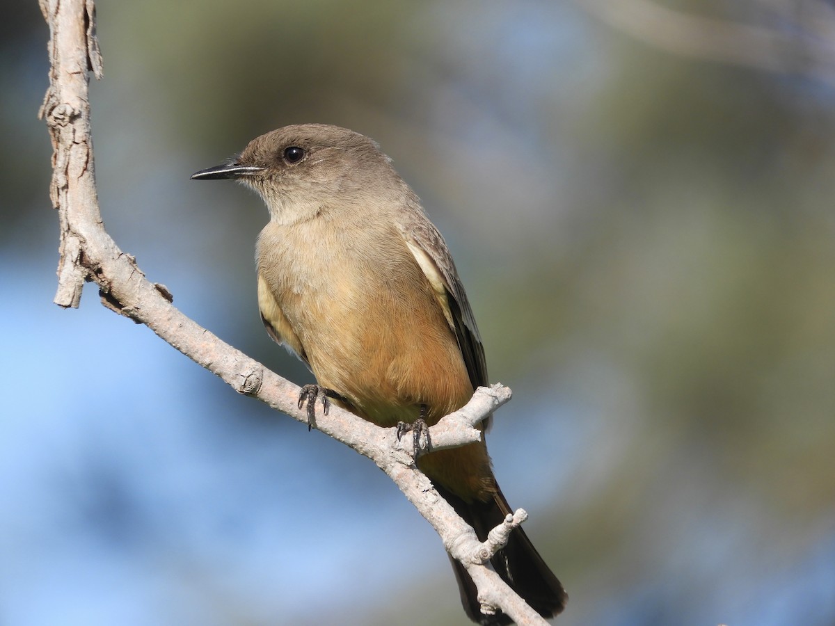 Say's Phoebe - ML78621541