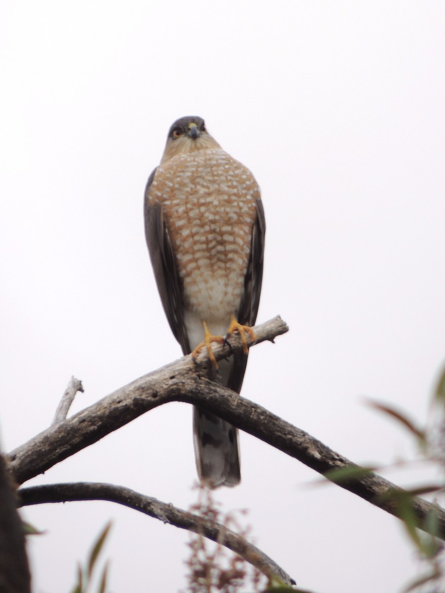 Sharp-shinned Hawk - ML78621611