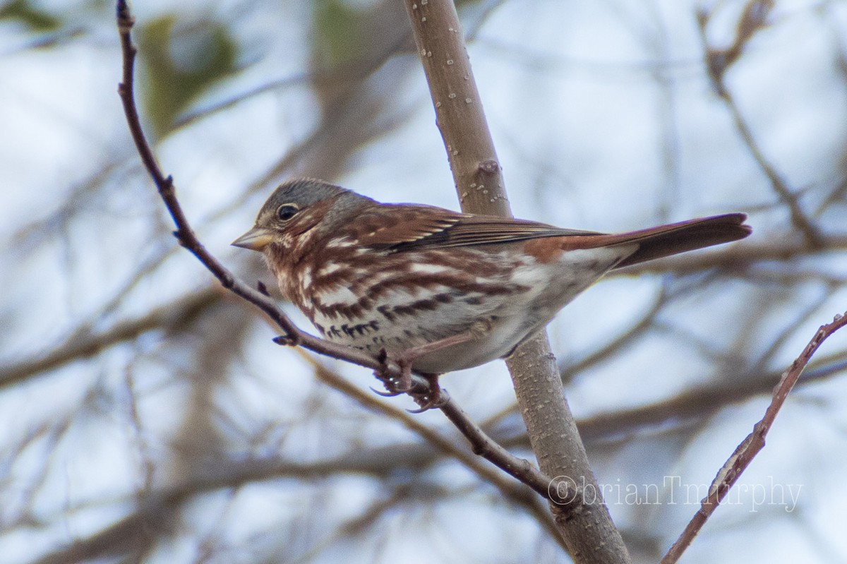 Fox Sparrow - ML78621971