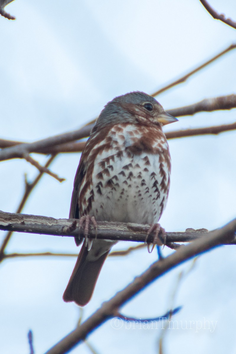 Fox Sparrow - ML78621981