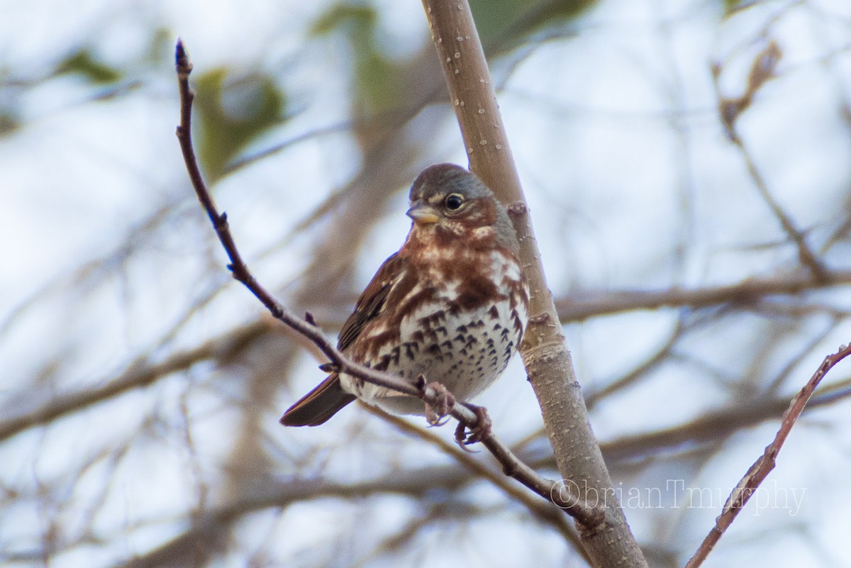 Fox Sparrow - ML78621991