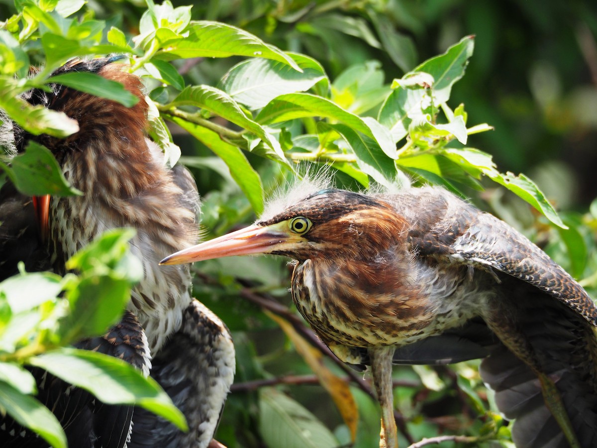 Green Heron - ML78623871