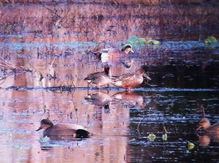 American Wigeon - ML78626321