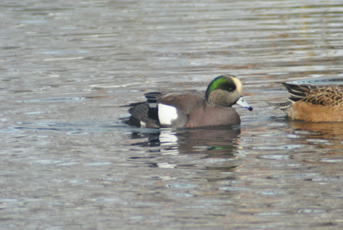 American Wigeon - ML78627911