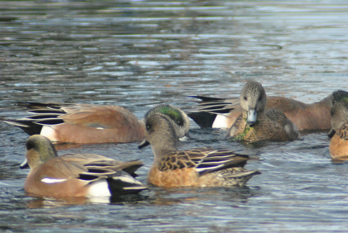 American Wigeon - ML78627931