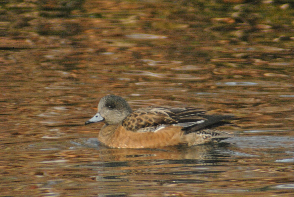 American Wigeon - ML78627971