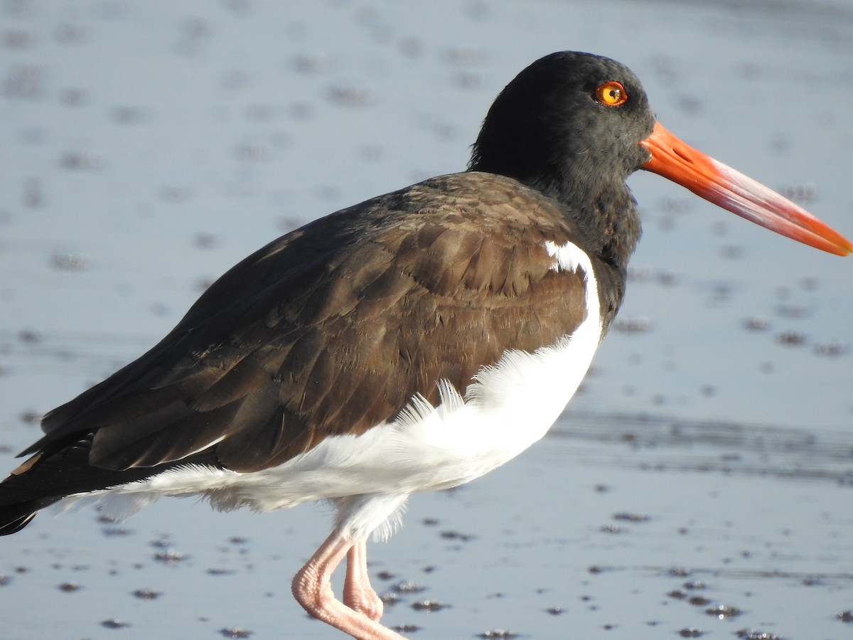 American Oystercatcher - ML78628221