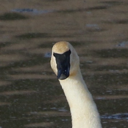 Cygne trompette - ML78631971