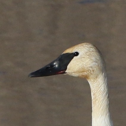 Cisne Trompetero - ML78631981