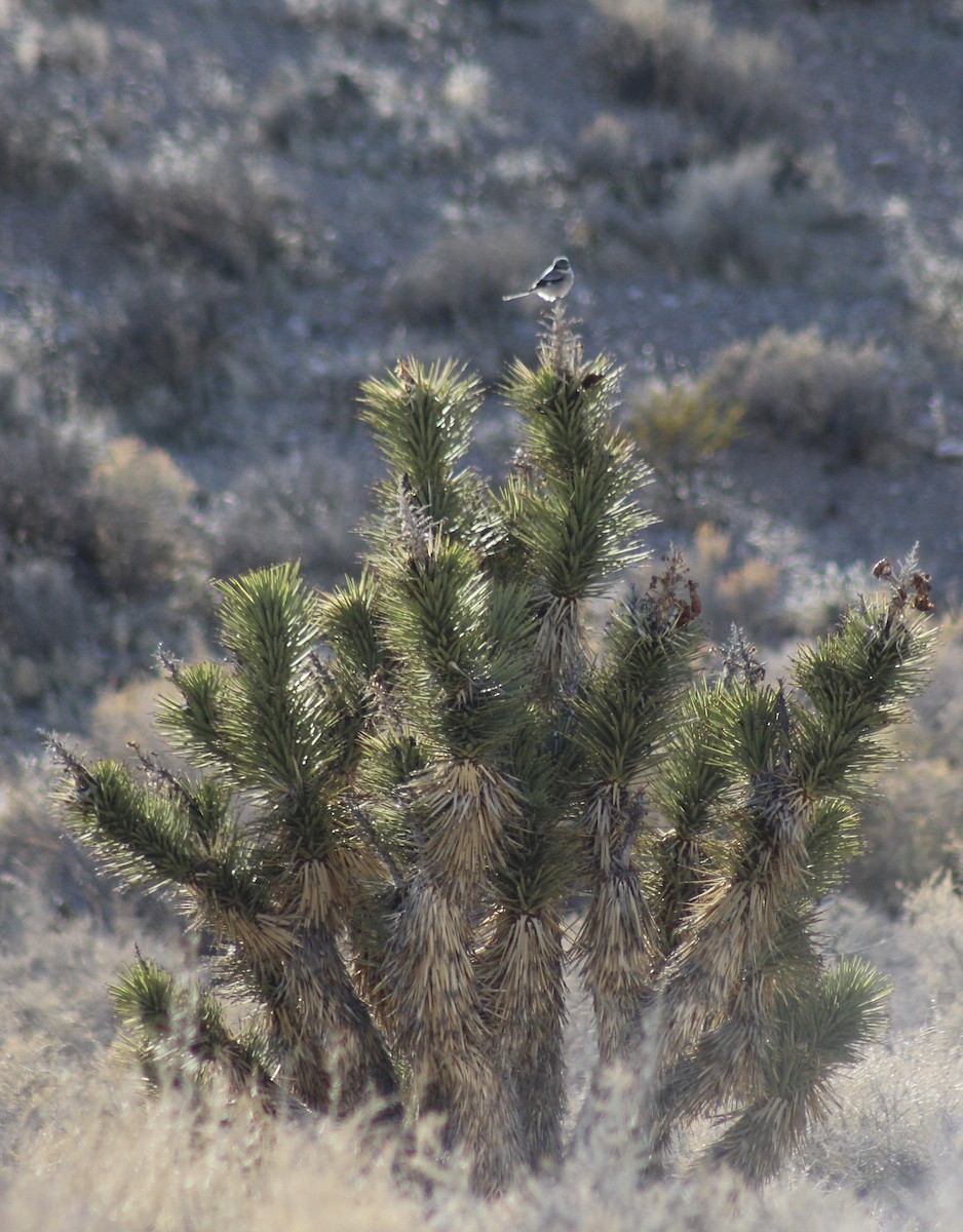 Loggerhead Shrike - ML78632921