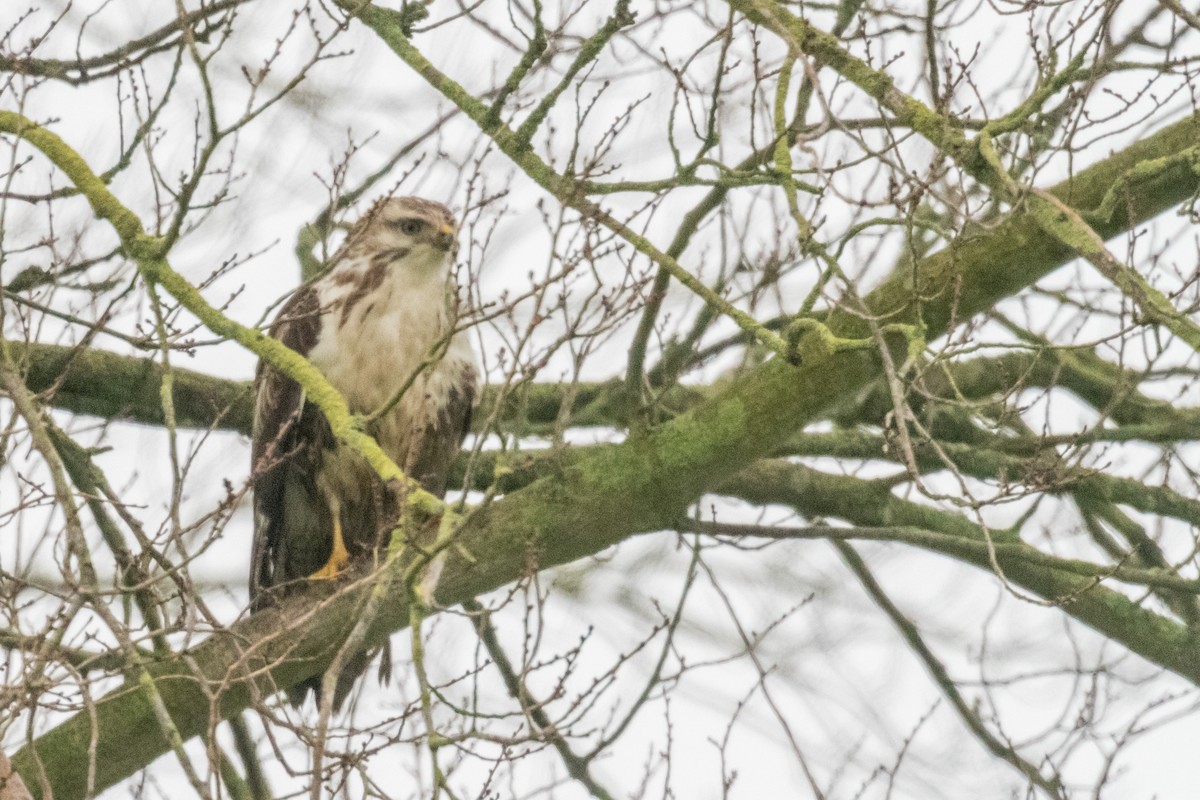 Ойн сар - ML78638621