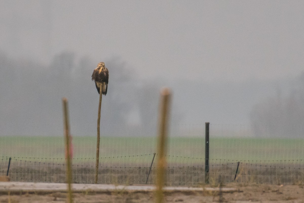 Тарлан сар - ML78638631