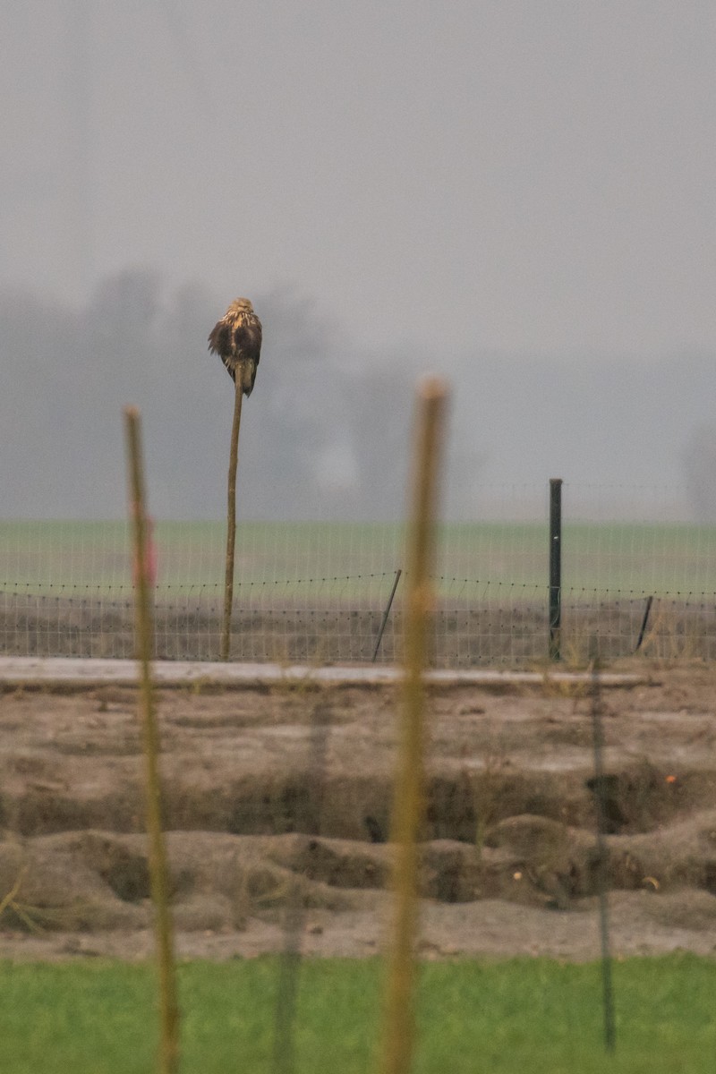 Тарлан сар - ML78638641