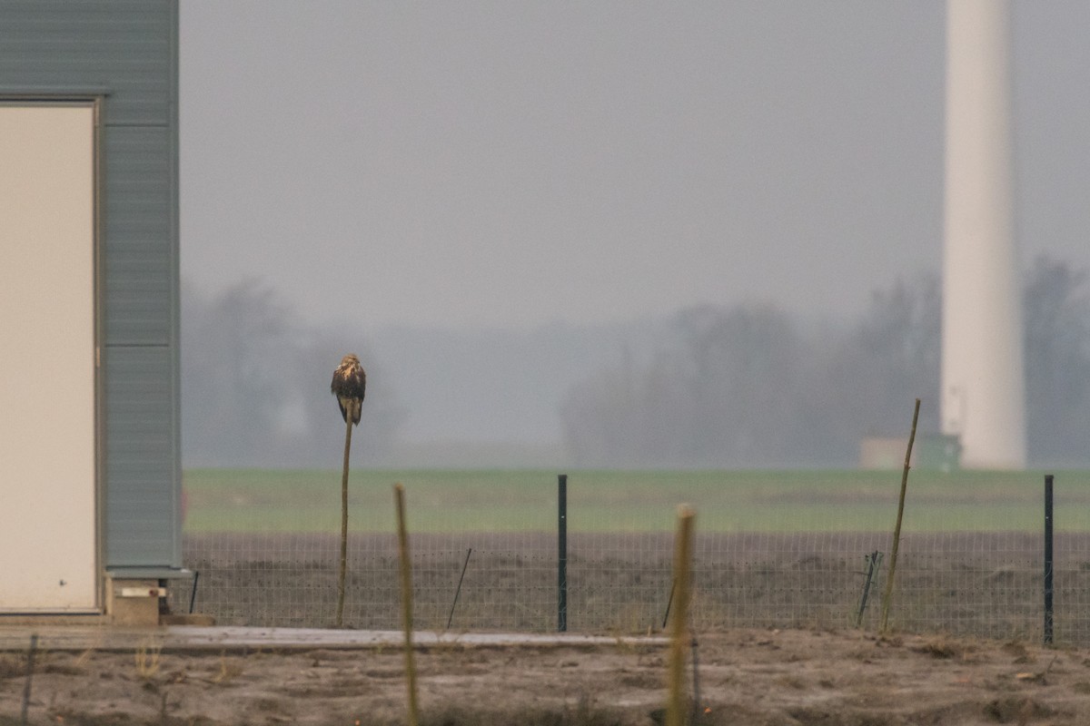 Rough-legged Hawk - ML78638651