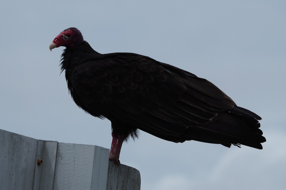 Turkey Vulture - ML78639391