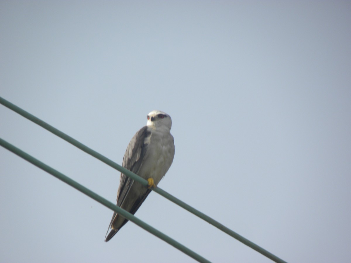 Black-winged Kite - ML78639981