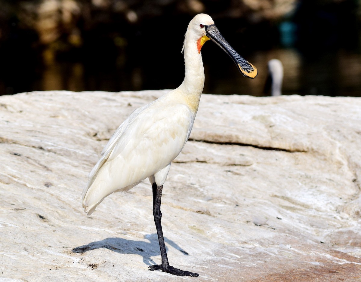 Eurasian Spoonbill - ML78640871