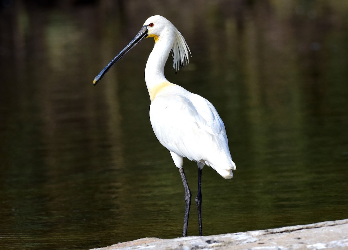 Eurasian Spoonbill - mathew thekkethala