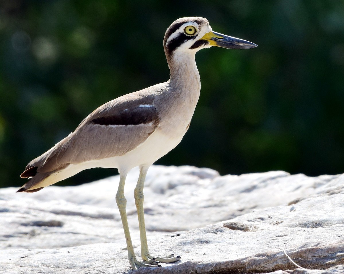 Great Thick-knee - ML78640921