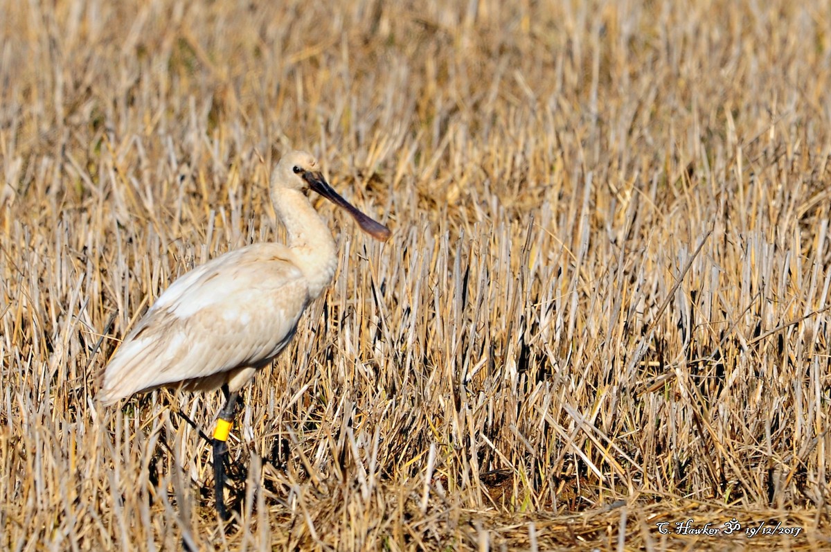 Eurasian Spoonbill - Carl  Hawker