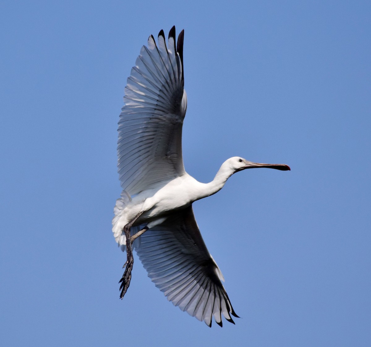 Eurasian Spoonbill - ML78641061