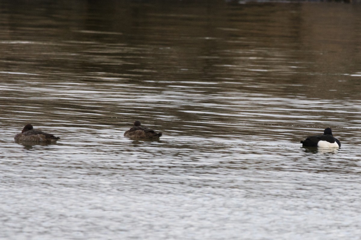 Tufted Duck - ML78641641