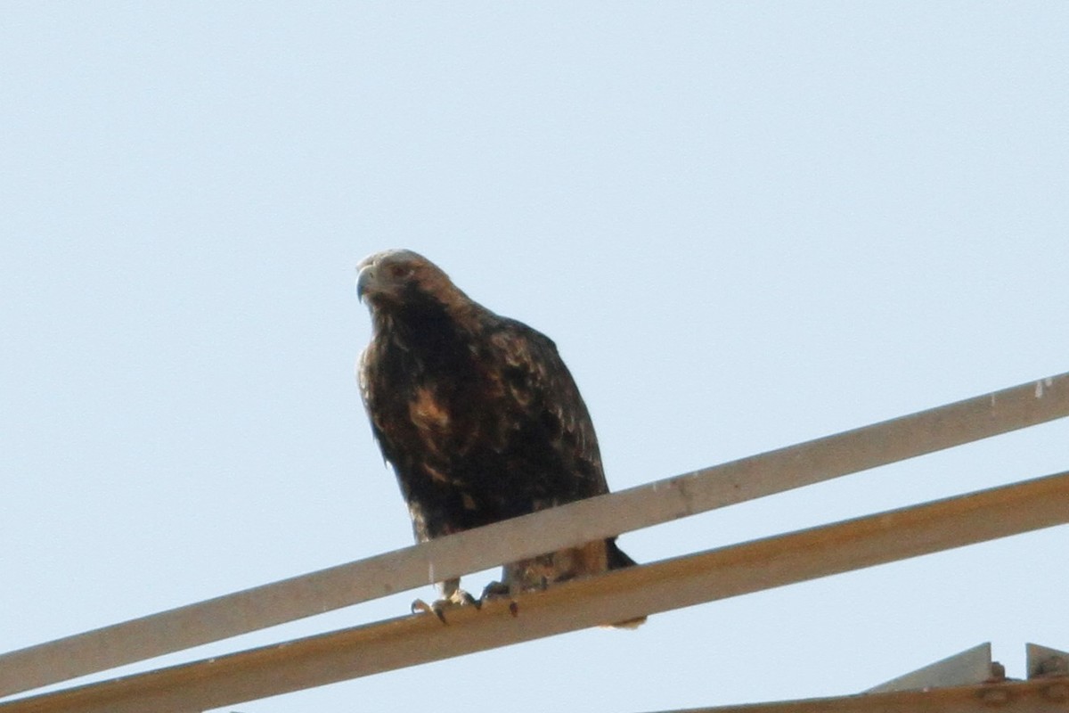 Imperial Eagle - John Fitzpatrick