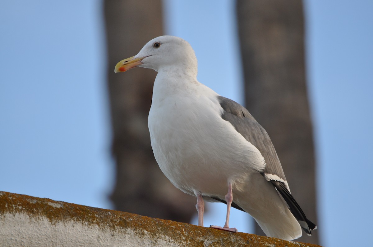 Western Gull - ML78643751