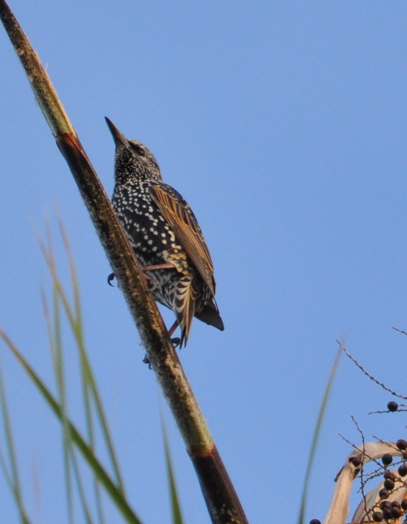 European Starling - ML78643781