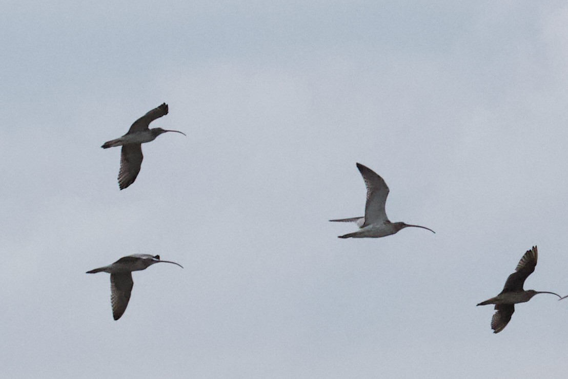 Eurasian Curlew - ML78644031