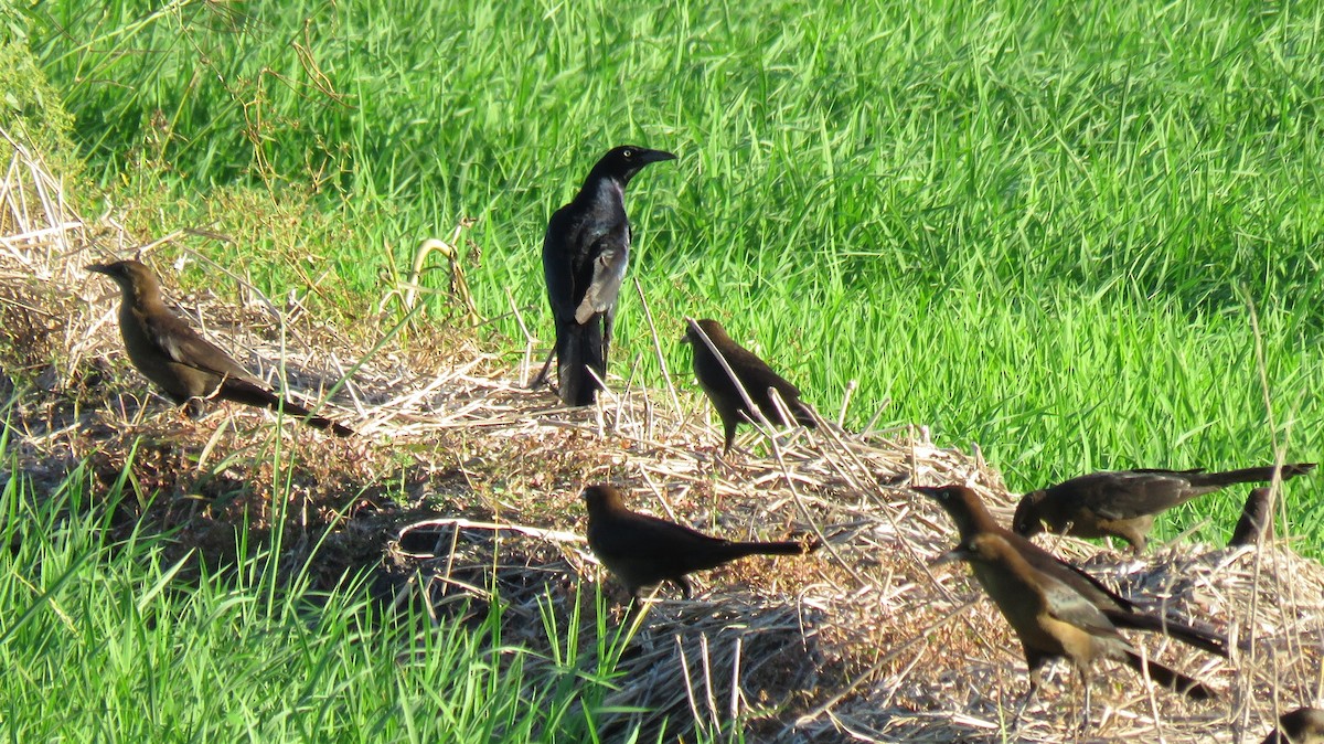Great-tailed Grackle - ML78644041
