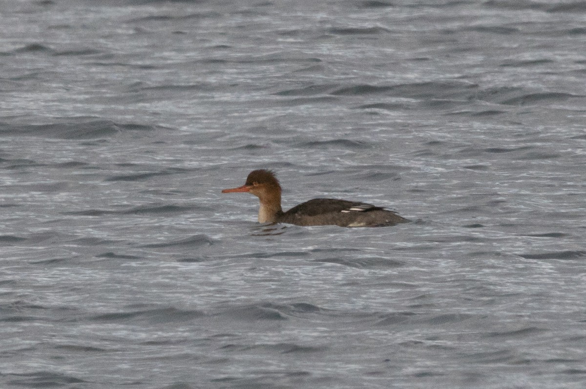 Red-breasted Merganser - ML78646191