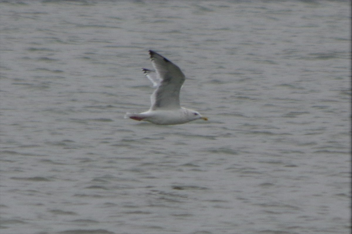 Gaviota Groenlandesa - ML78646501