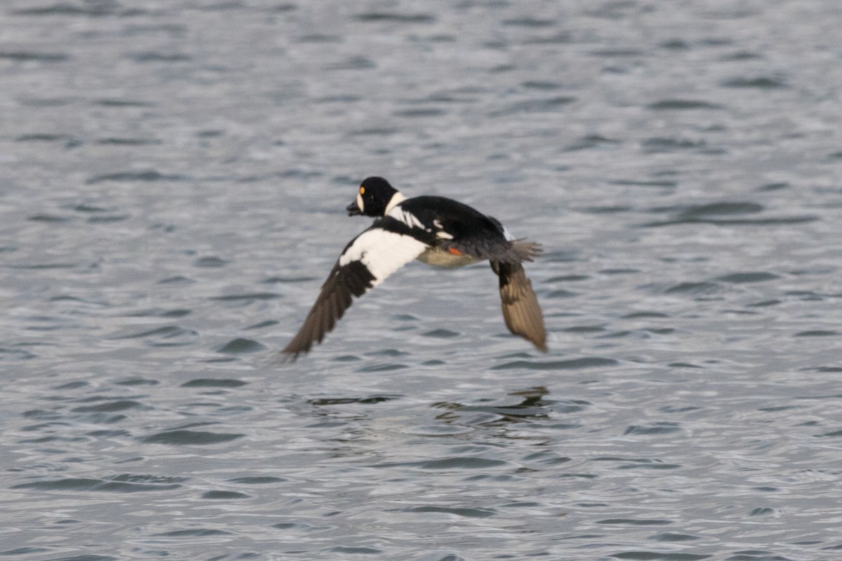 Common Goldeneye - ML78648231