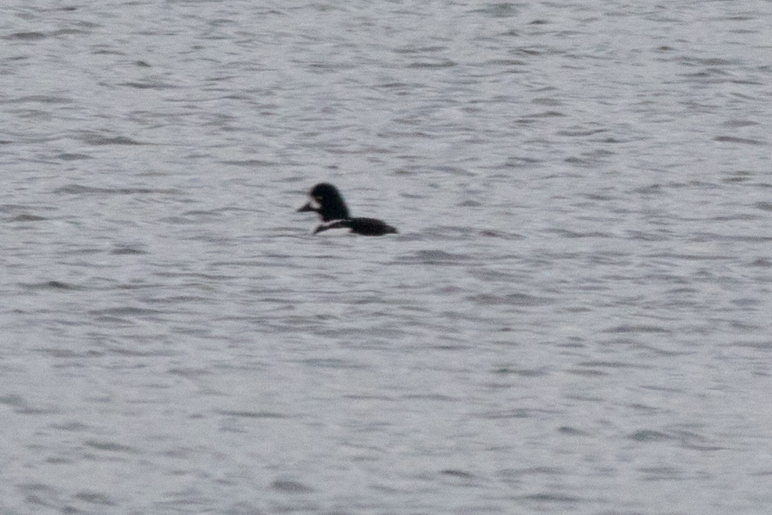 Barrow's Goldeneye - ML78648551