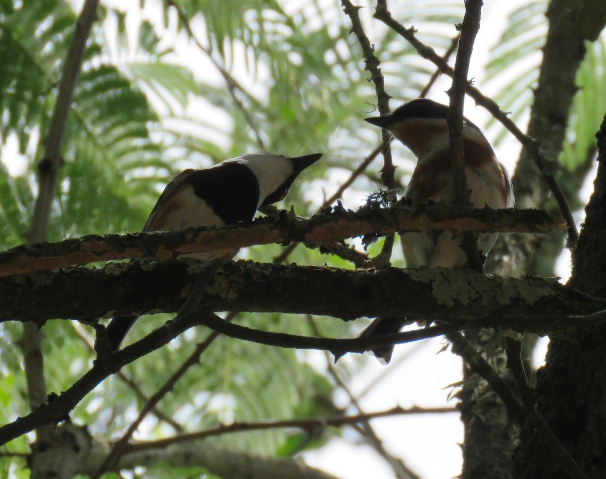 Cape Batis (Gray-mantled) - ML78649031