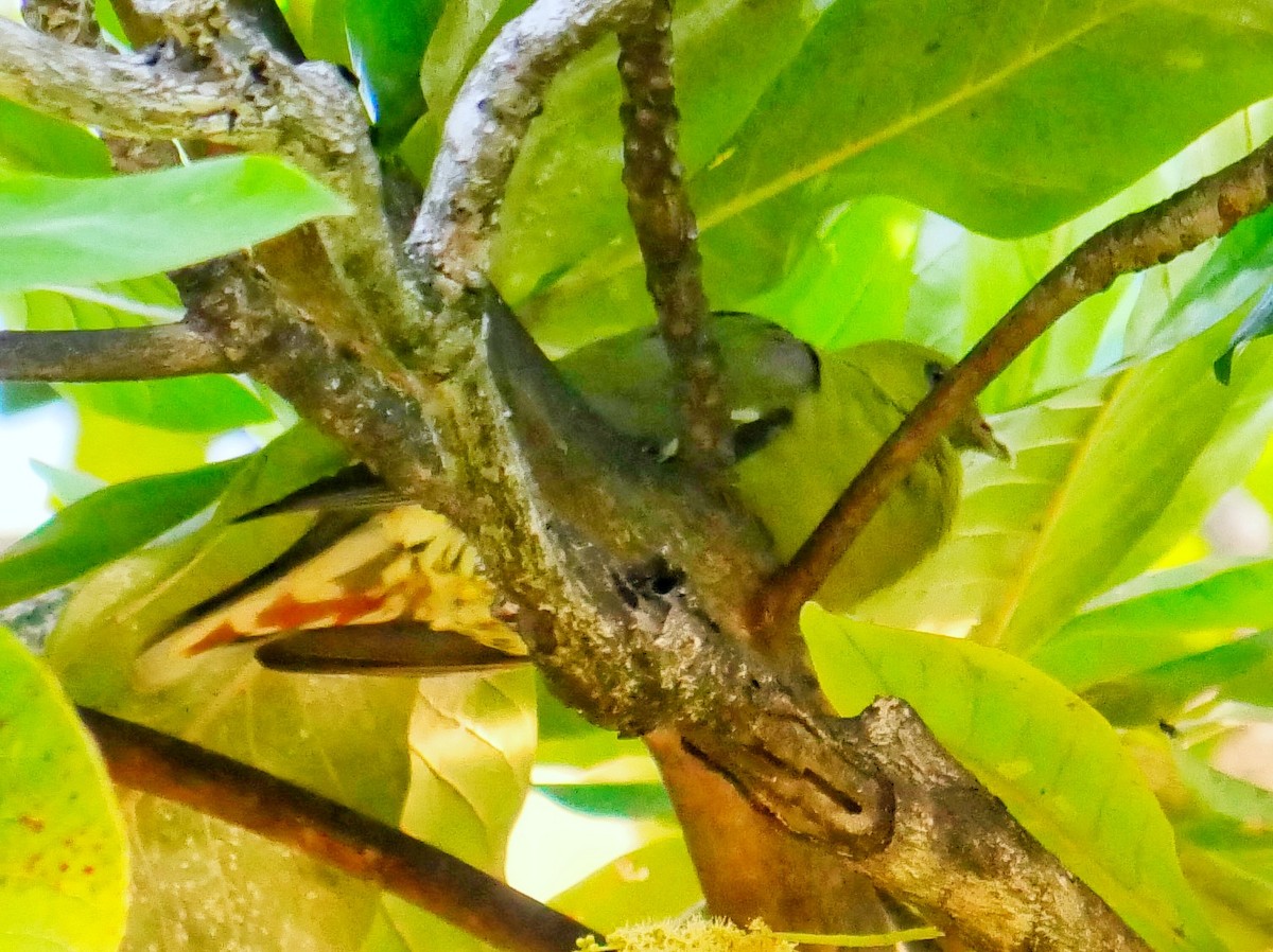 Мадагаскарский зелёный голубь - ML78649571
