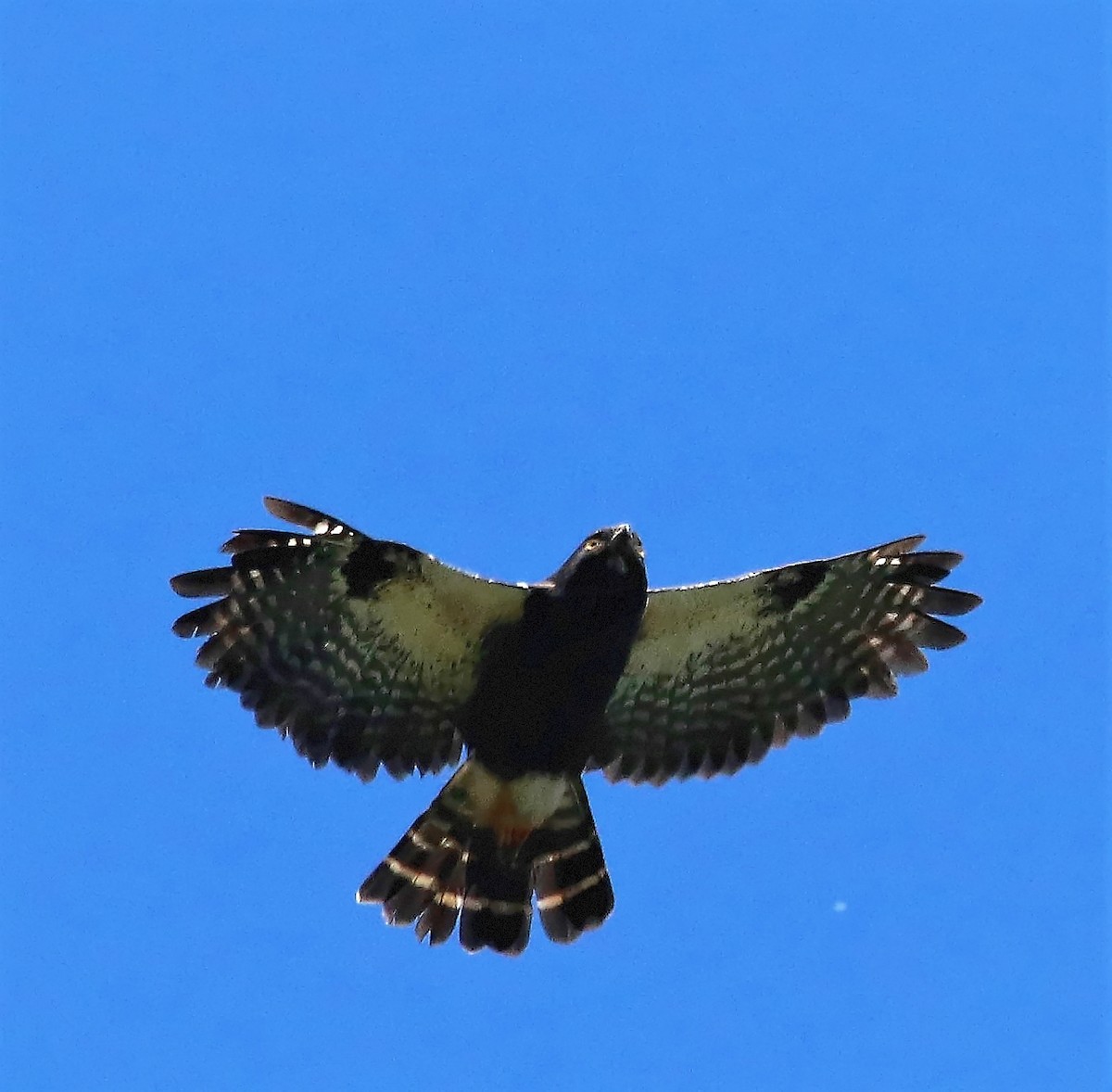 White-rumped Hawk - Red Carr