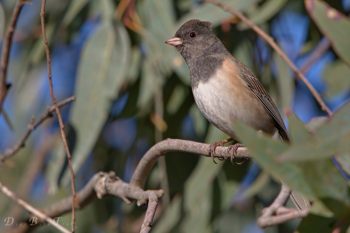 Junco ardoisé - ML78650811