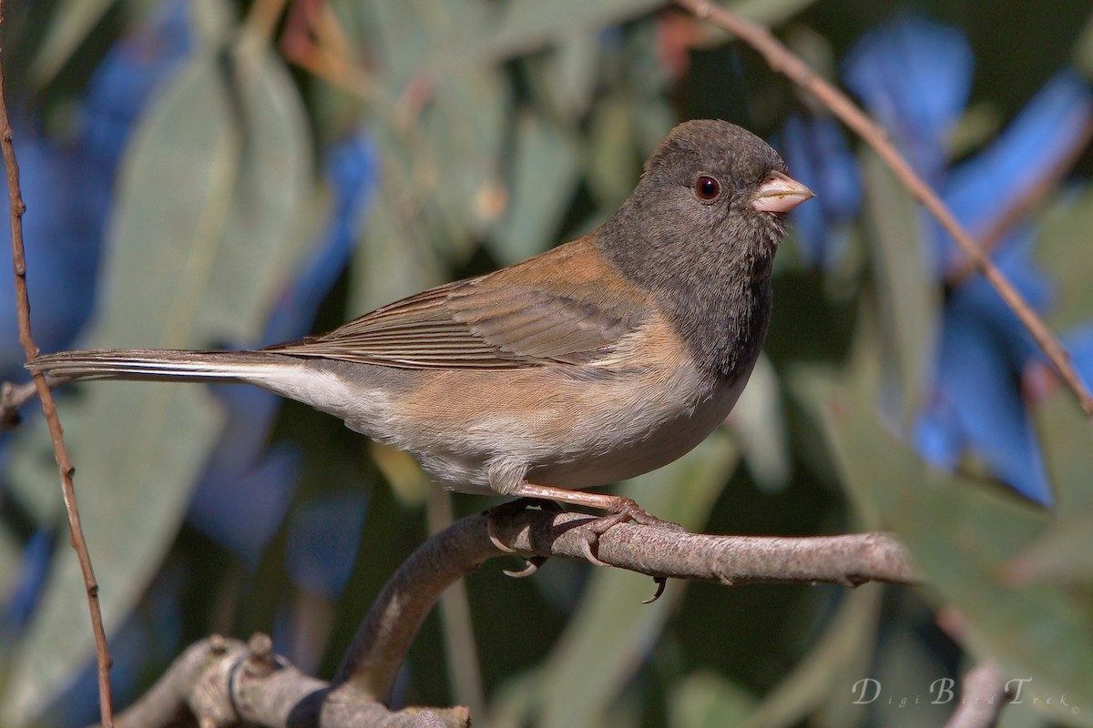 Dark-eyed Junco - ML78650841